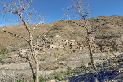 Dead trees around a berber village, Morocco, 2023