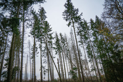 Spruces lack resistance against storms and vermins. Sauerland, Germany, 2022