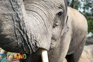 Leben wie ein Mahout in Laos - Elefantendorf Luang Prabang