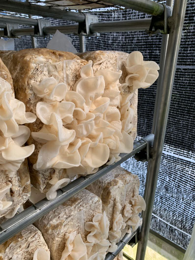 白きくらげ 吉田農園株式会社 雉子の郷