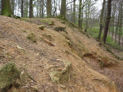 Tapis vert forêt Meudon