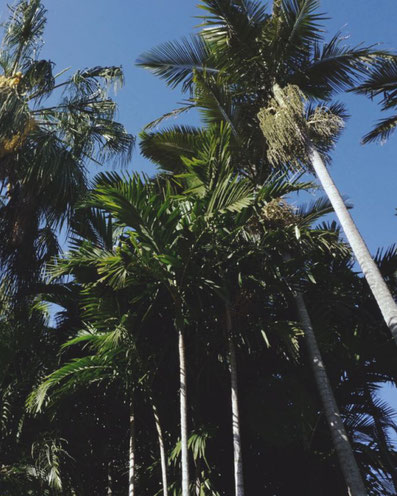 wie findet man als Backpacker in Australien einen Job 