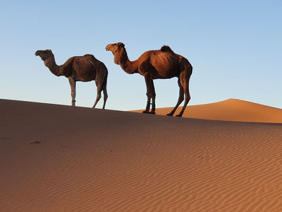 Réveillon désert Maroc