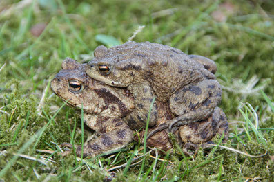 Zwei Erdkröten (Foto: Achim Borck)