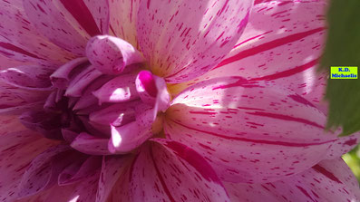 Nahaufnahme einer gefüllten, pinkfarbenen Dahlie von K.D. Michaelis