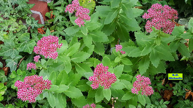 Dunkelrosa Blütenstände der Fetthenne oder des Sedums/Mauerpfeffers als Bodendecker mit hübschen, gezackten, fleischigen Blättern von K.D. Michaelis