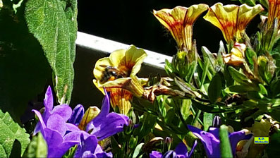 Gelb-orange Zauberglöckchen mit Biene mit orangen Pollenhöschen zu Besuch im Frühlingssonnenschein von Hannover.  Bild K.D. Michaelis