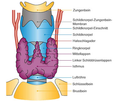 Beschriftete animierte Abbildung einer Schilddrüse 