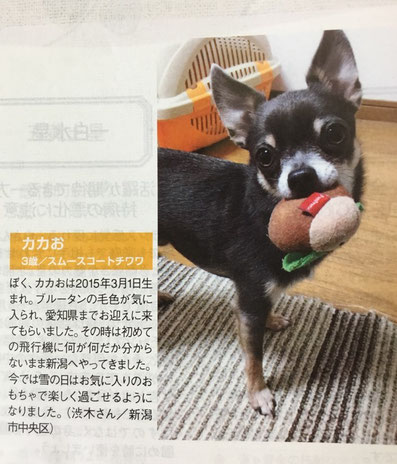 キャレル　メディア　記事　掲載　ペット　犬