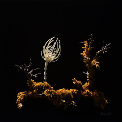 contemporary Art Wunderkammer object