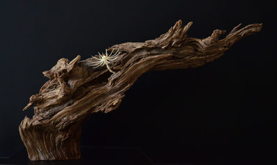 contemporary art wunderkammer object