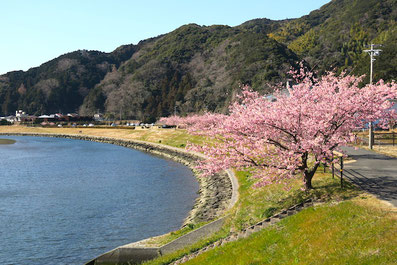 青野川とみなみの桜