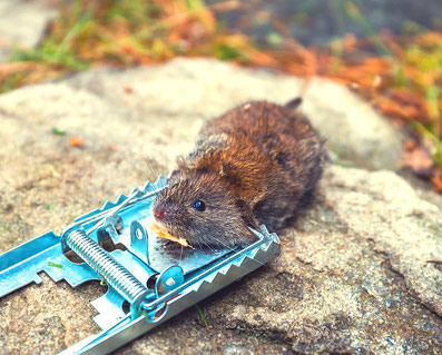 Motiv von Pixabay: Beispiel für Tierquälerei: Maus ist in einer Falle gelandet und quält sich.