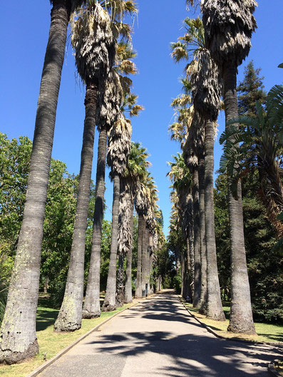 Jardim Botânico da Ajuda in Belem, Lisbon