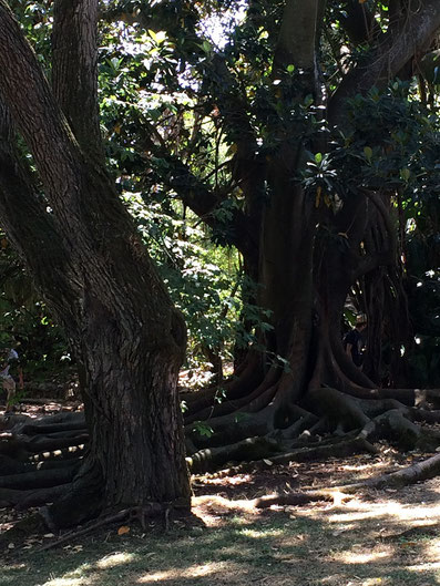 Botanischen Garten Jardim Botânico da Ajuda in Belem, Lissabon