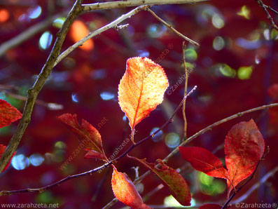 Durchleuchtete Herbstblätter am Baum
