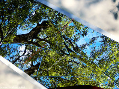 Zerbrochener Spiegel mit Bäumen im Spiegelbild