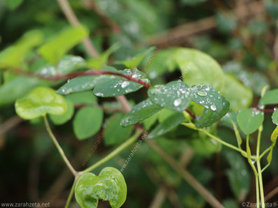 Wassertropfen auf grünen Blättern