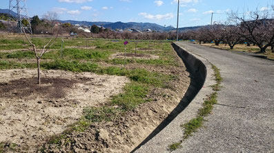 和夢なでしこ　一列配置