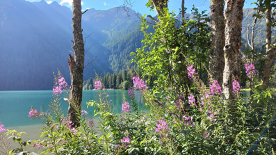 Türkisfarbiger See mit Bergen und Wälder im Hintergrund, im Vordergrund Bäume und blühende Sträucher.