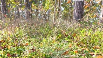Wiese mit Blättern und Sträuchern im Wald, Herbststimmung