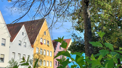 Häuser in der Altstadt, im Vordergrund sind ein Baum und ein grüner Strauch.