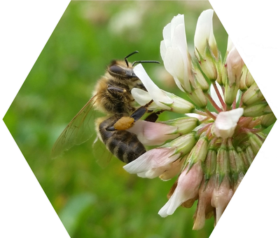 Gerade in Kärnten, dem Ursprungsland unserer Carnica Biene, Apis mellifera Carnica oder auch Kärntner Biene genannt, wird besonderer Wert auf den Erhalt unserer imkerfreundlichen Bienenrasse gelegt