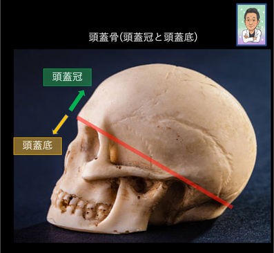 髄膜腫　発生部位　分類