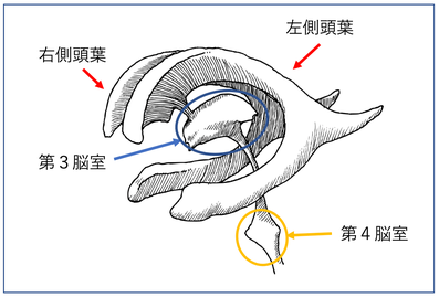 複雑な脳室の構造と名称