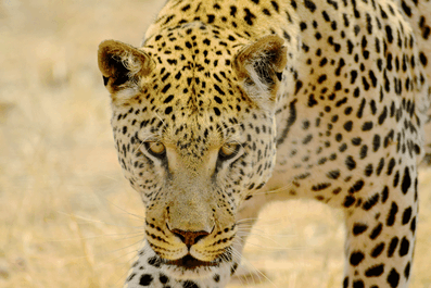 2 Weeks in Namibia - Your Ultimate Itinerary - Nankuuse Sanctuary - Leopard