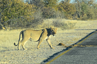 2 Wochen in Namibia - Deine ultimative Reiseroute