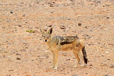 2 Wochen in Namibia - Deine ultimative Reiseroute