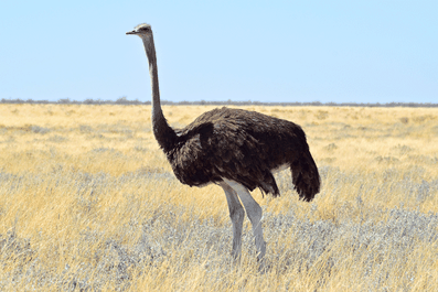 2 Wochen in Namibia - Deine ultimative Reiseroute