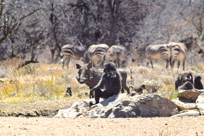 2 Wochen in Namibia - Deine ultimative Reiseroute