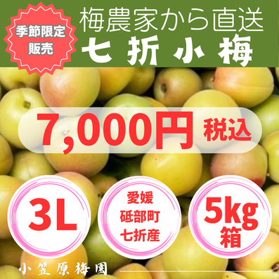 ★希少！七折小梅　愛媛県の名産ブランド梅　10kg　SーMサイズ　☆クール便利用 ☆希少！七折小梅 愛媛県の名産ブランド梅 10kg S~M ☆クール便利用