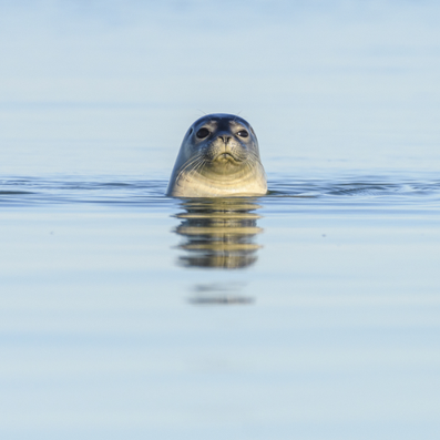  observation-phoques-baie-de-somme-cote-picarde-pointe-hourdel-hauts-de-france