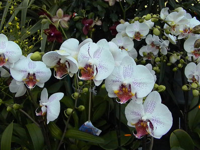 Orchideen aus unserem Warmhaus