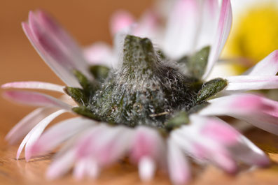 Gänseblümchen, auf den Kopf gestellt, Veränderung, Achtsamkeit, Innehalten, bellis, Kräuter, Wildkräuter, Kräuterblog, Gartenblog, krautblog, krautfotografie, Fotografie, Makrofotografie, Vorarlberg, Dornbirn, Natur, Nachhaltigkeit