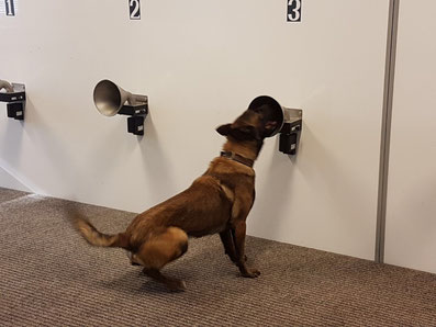 Explosive detection dog at work – courtesy: Het Twickelerveld NL