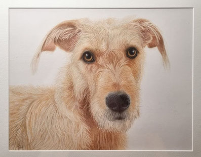 Hundeportrait mit Pastellstiften gezeichnet