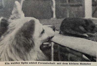 Deutscher Spitz Hamster Verträglich andere Haustiere Jagdtrieb