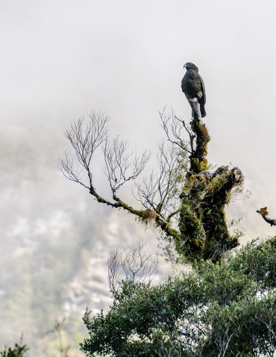 Kea sitting on a tree at Milford Road in New Zealand