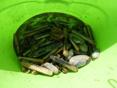 Messermuscheln