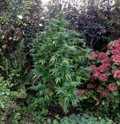 Die Besten Orte Um Cannabis Im Freien Outdoor Anzubauen Irierebel