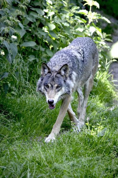 Ein Wolf geht durch einen Wald