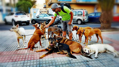 paseador canino Sebastián (Tenerife)