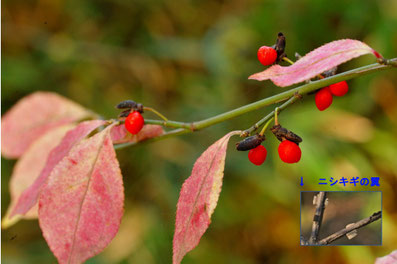 11-12月赤い赤い実 - ちむくい
