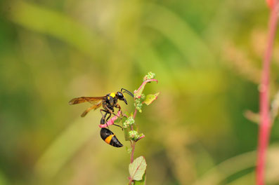 9 10月美しい蜂と草木の実 ちむくいの会ー小さな虫や草やいきものたちを考える会 小平市