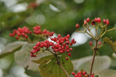 11-12月赤い赤い実 - ちむくい