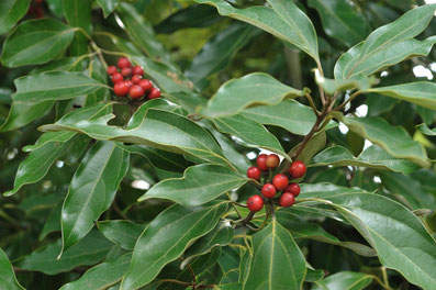 11-12月赤い赤い実 - ちむくい